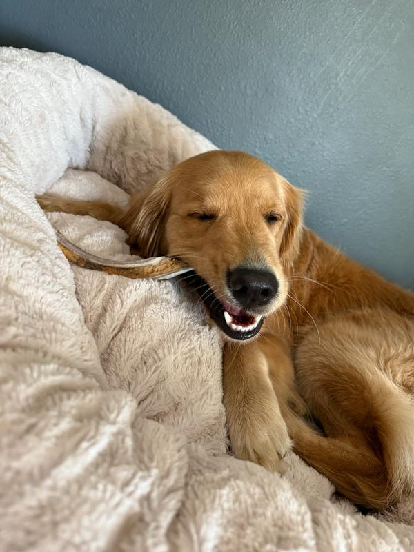 She loves bringing it to her bed to chew on while I’m working.