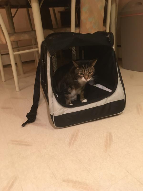 SHERPA Forma Frame Dog & Cat Carrier Bag, Black, XLarge