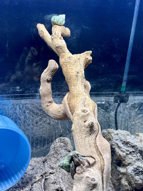 Jeremy and Log sharing the branch.