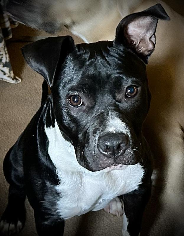 Spunky mixed female pit bull
