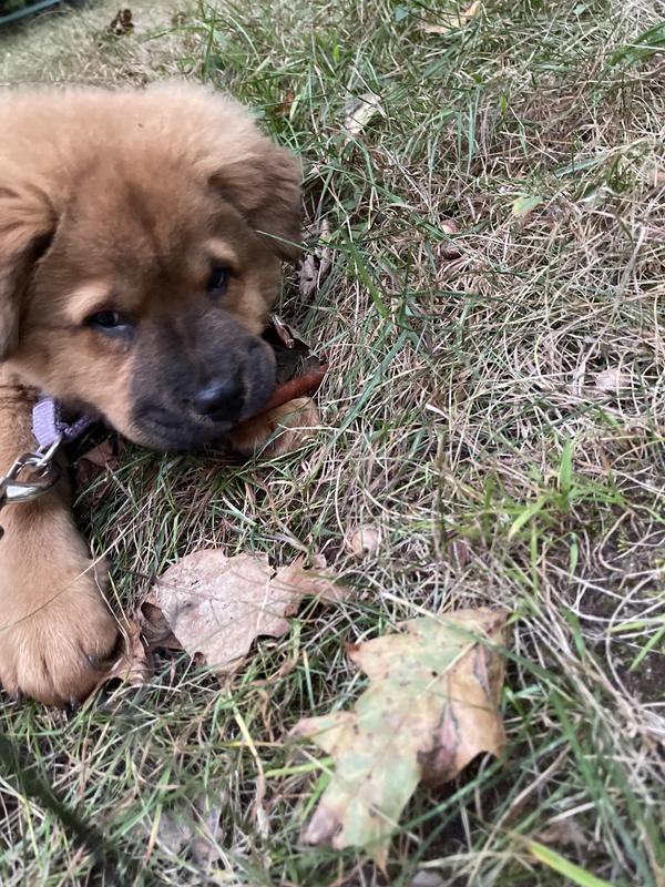 Alice has big poops
