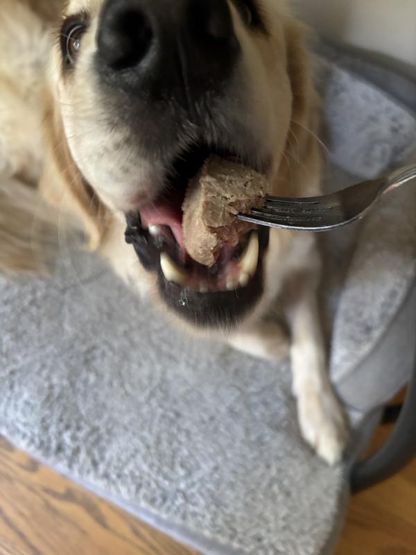 Golden sampling the food.