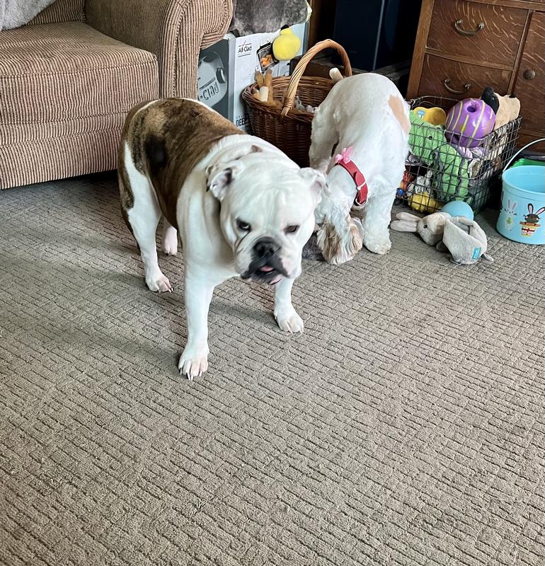 Kvéta losing interest in the game