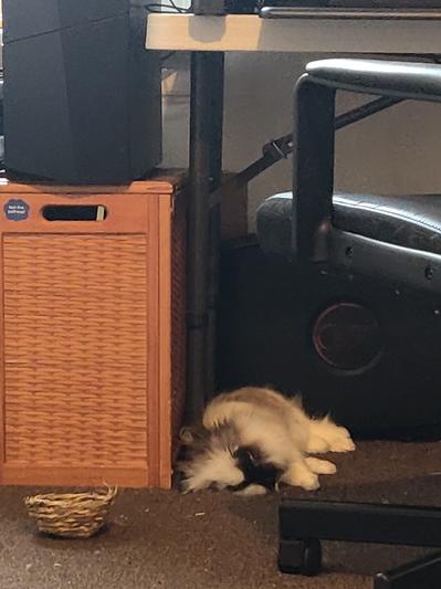 Litter pieces under the computer (he's sleeping))