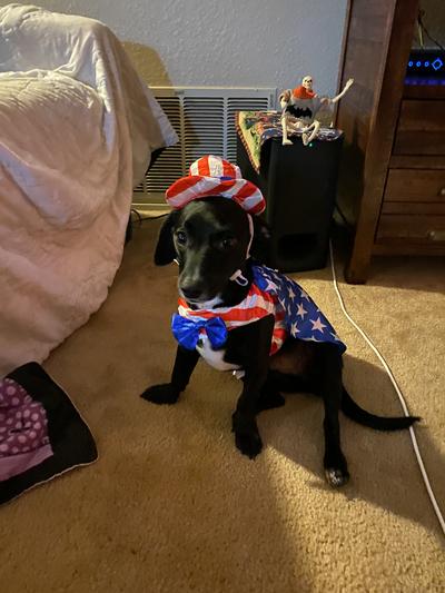 Duke, our dachshund/terrier