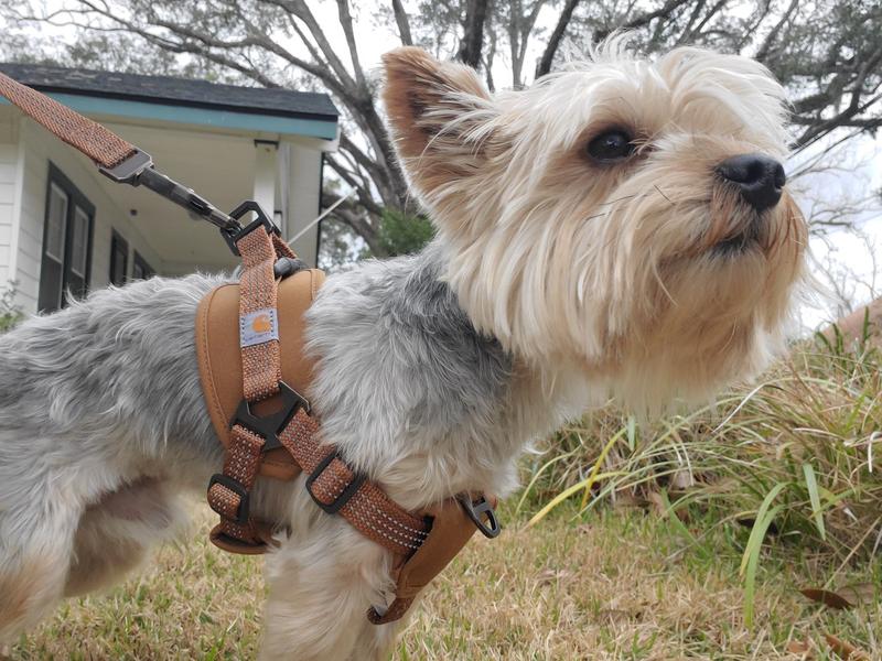 Carhartt 2025 dog harness