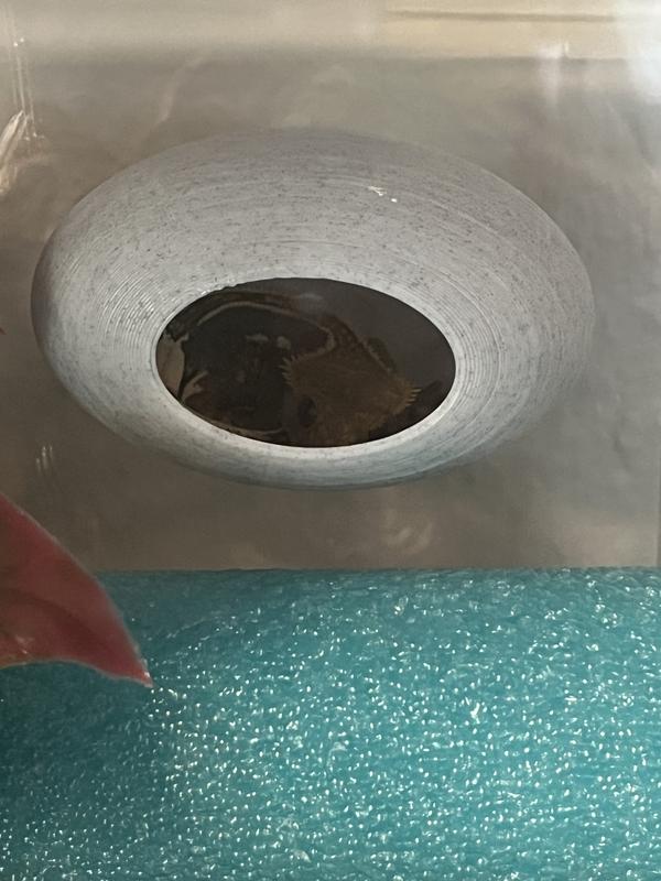 Dracarys in his bubble!