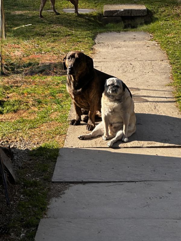 Zooky and his baby brother Beaujack