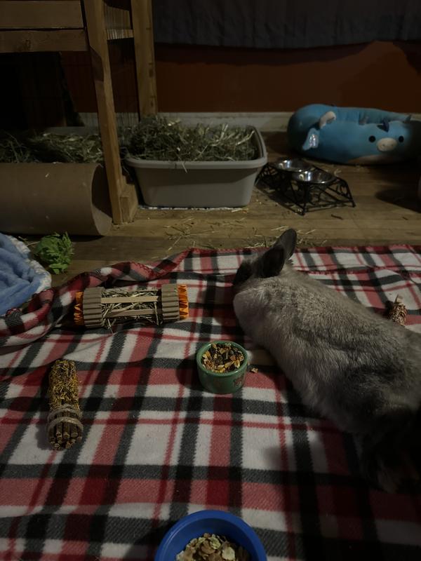 He is never far away from his favorite toy!! Best toy ever!!