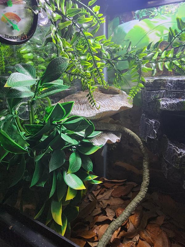 ZILLA Vertical Decor Mushroom Feeding Ledge