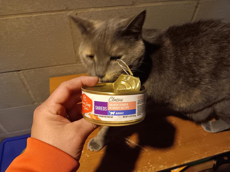 Yeti likes the flavor and comes running when she hears the can open.