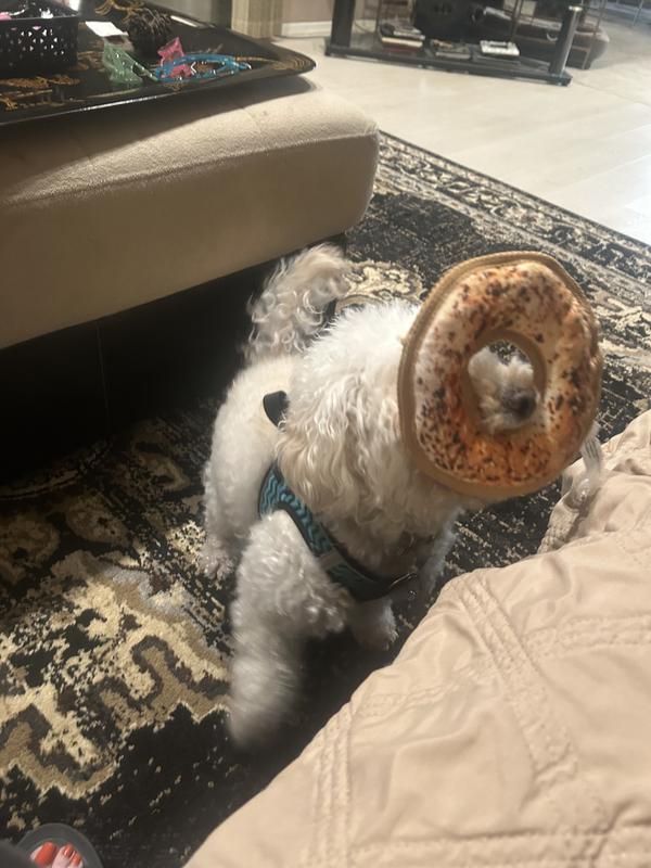 Bagel boy Bennie