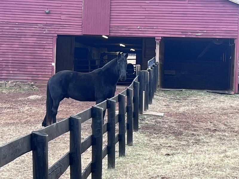 Tyrus after a ride with ear plugs