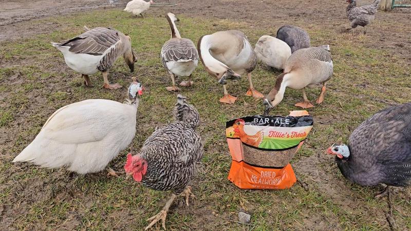 Like 5  species of birds decended on these treats in the farmyard!!!