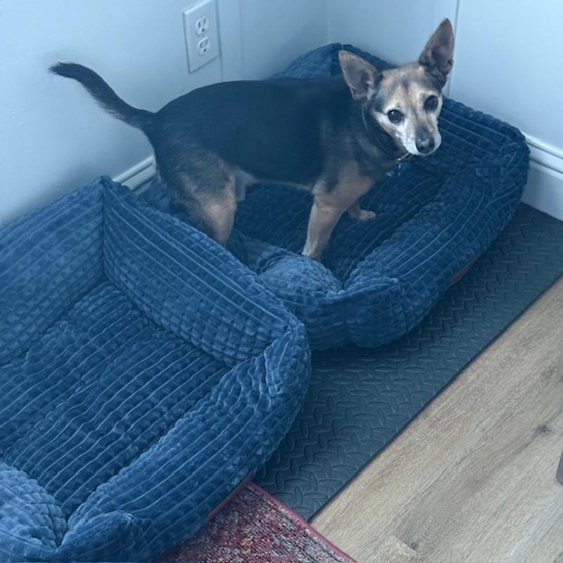 Smaller 14 pound dog