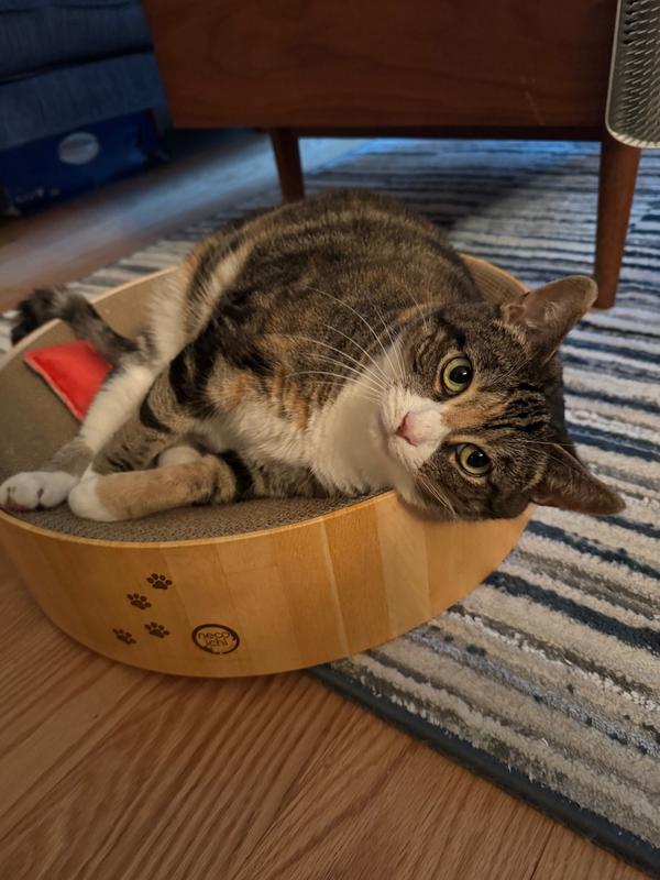 My cat enjoying the bed