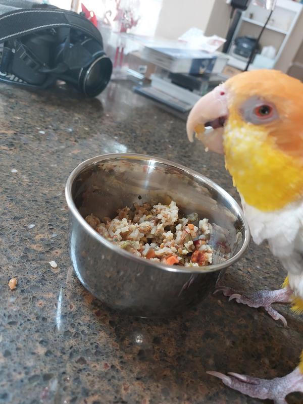Ziki enjoying his meal!