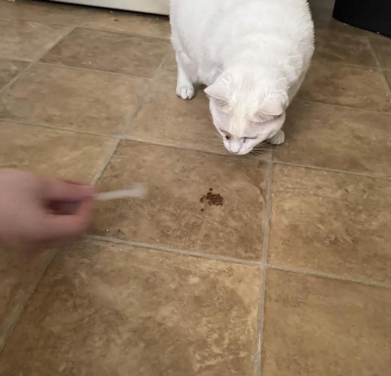 The treats come with a scoop to measure out treats