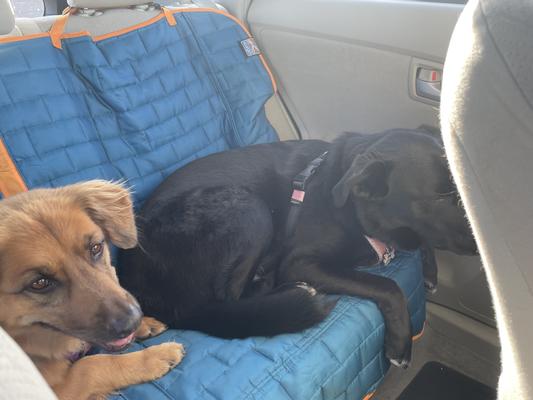 Dogs relaxing on the way to a hike!