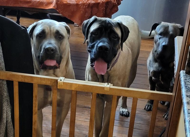 The chewing culprits...lol