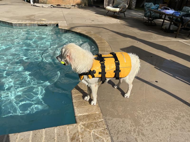 EZYDOG Doggy Flotation Device Life Jacket, Yellow, Medium