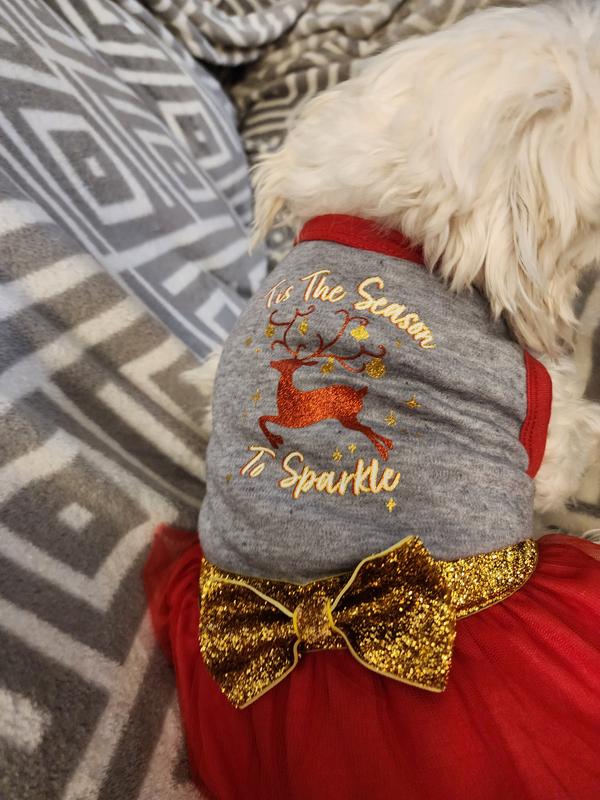 Lilly, 13 pound Bichon/Chihuahua mix with short legs