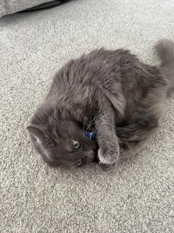 New favorite toy!