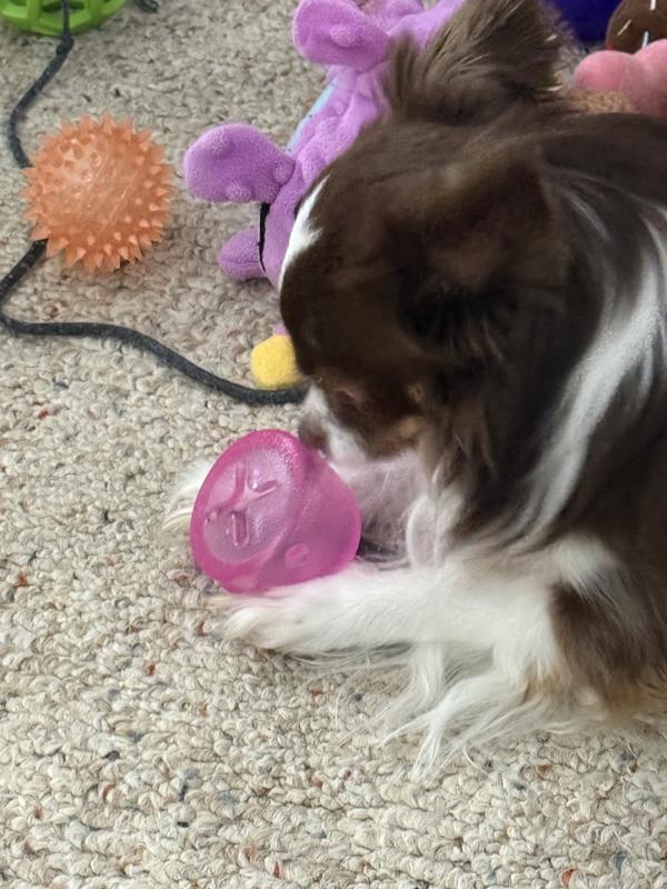 Small enough for a chihuahua.