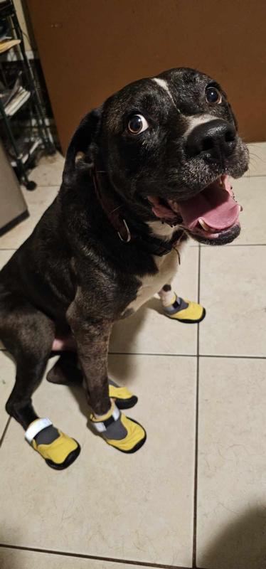 Wearing Shoes Dogs With Boots On For First Time Waterproof Dog Shoes For  Rain Canada Pooch