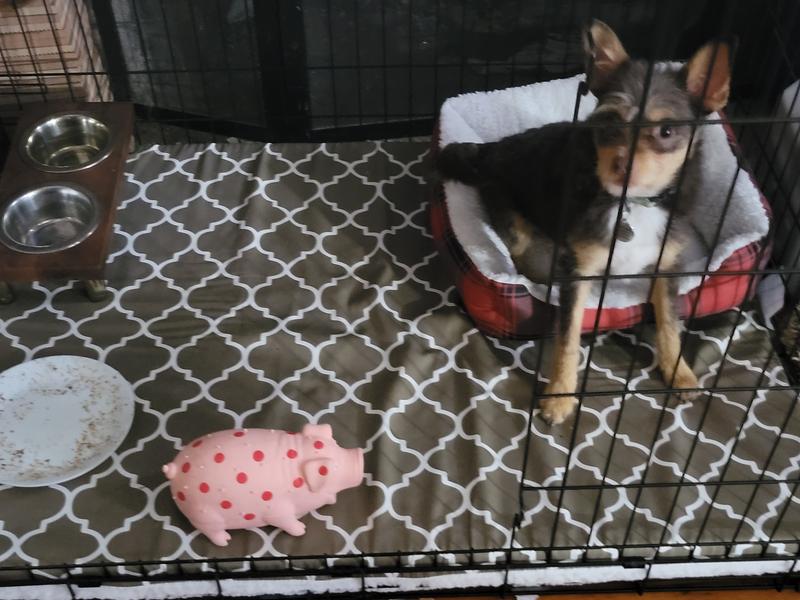 Mister Bones and his new crate pad