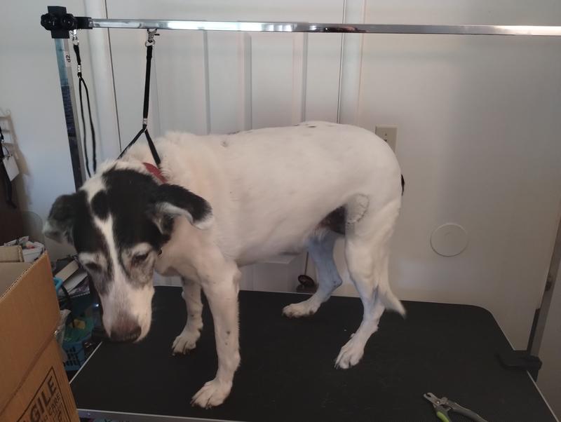 Dog getting her nails clipped