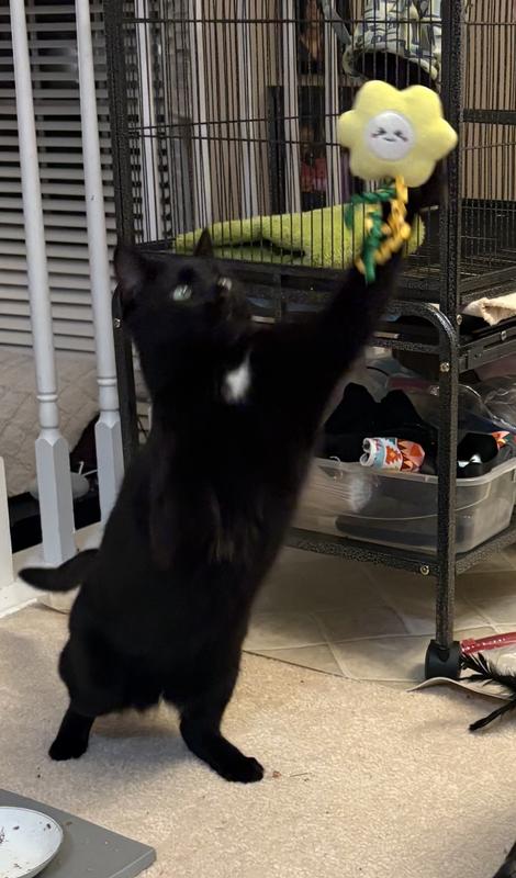 Young cat likes the curly ribbon