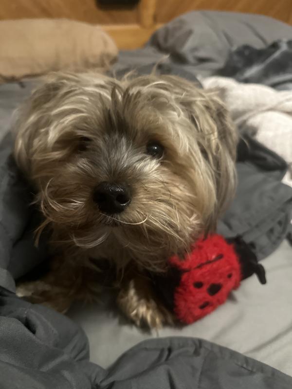 The ladybug was his favorite.