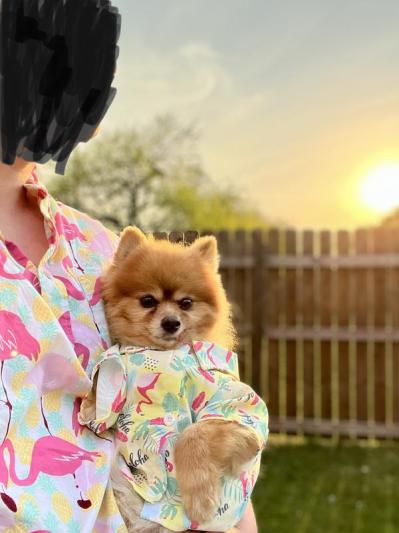 Dog best sale flamingo shirt