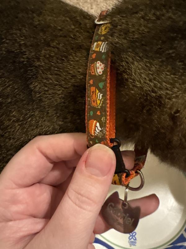 Big boy’s new autumn collar