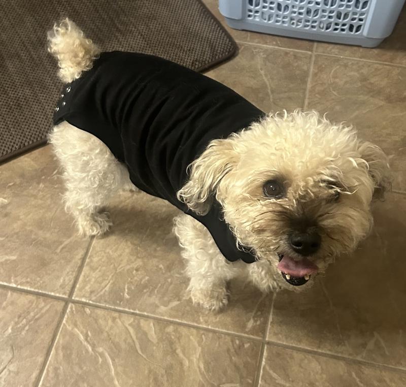 Dog Shirt To Prevent Licking