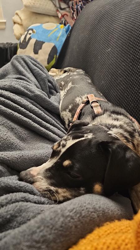 Comfortable enough to relax