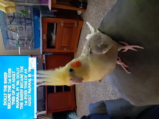 My Baby Peanut