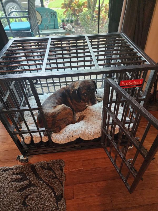 Proselect empire pet clearance cage