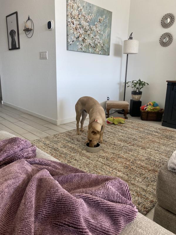 Nervous rescue pup loves this food