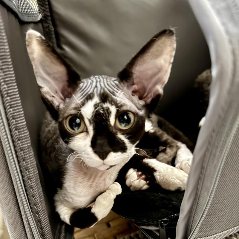 Frisco Dog & Cat Carrier on Wheels