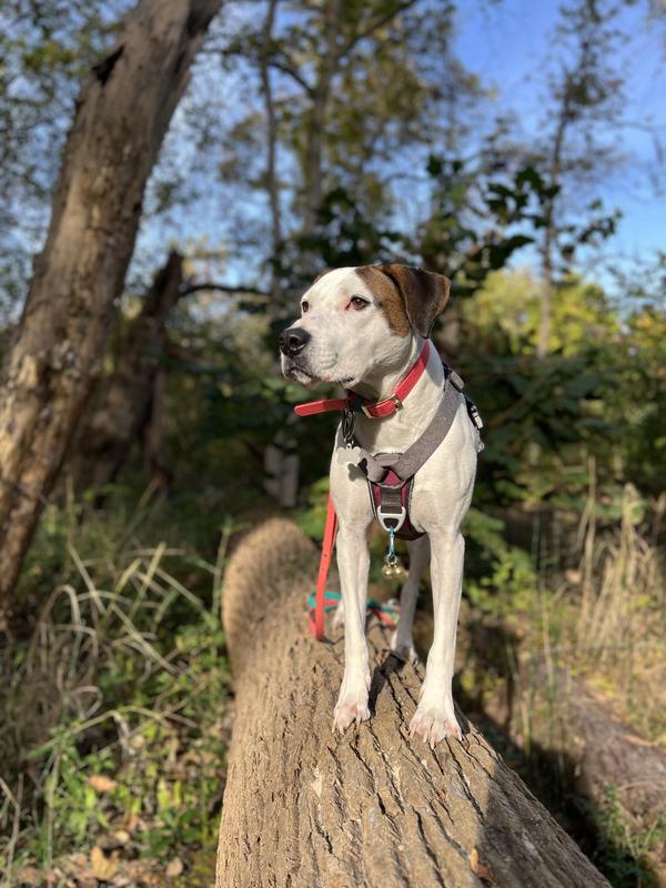 A flea-and-tick-free adventure dog!