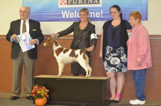 GCH Renegade's Ammo's Toby getting his winner's photo under the Purina sign!