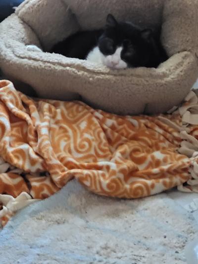 Regular kittie bed