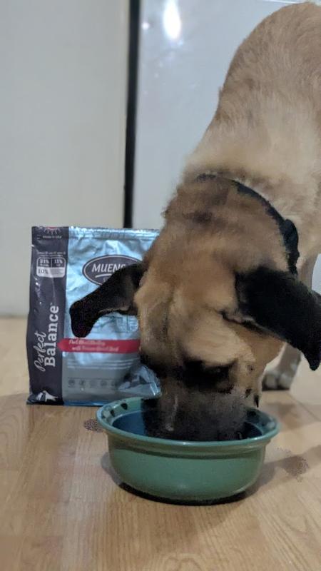 Enjoying Muenster's Perfect Balance dry food!