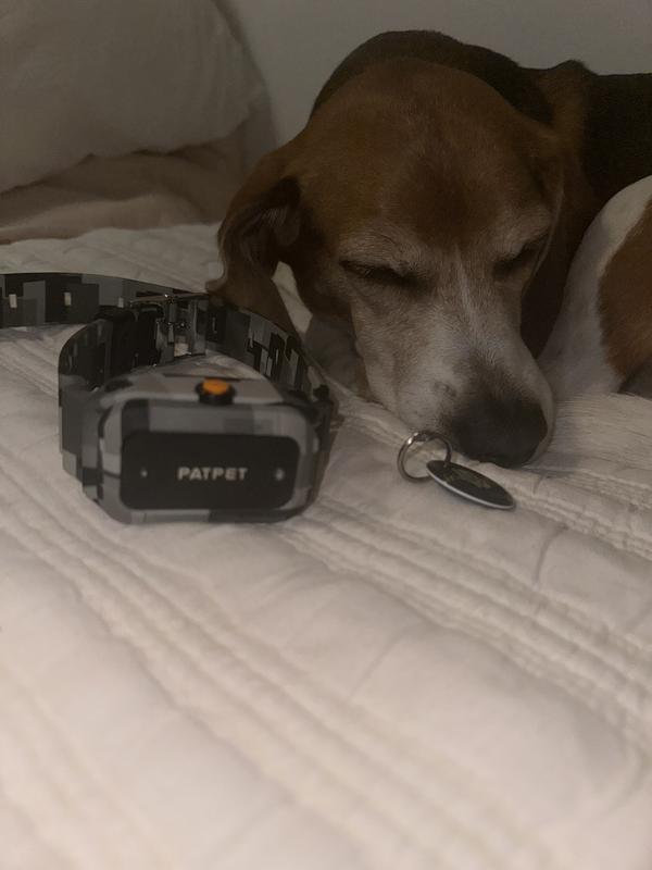 Being a good dog is tiring work