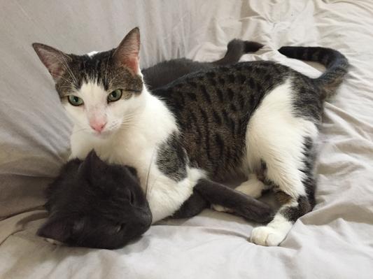 Merlin and Priya