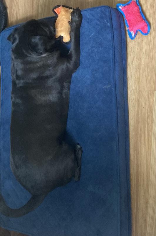 First dog bed for this rescue boy.