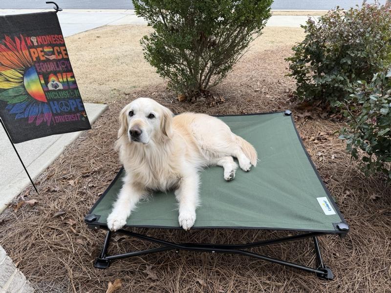 Little big dog on big bed