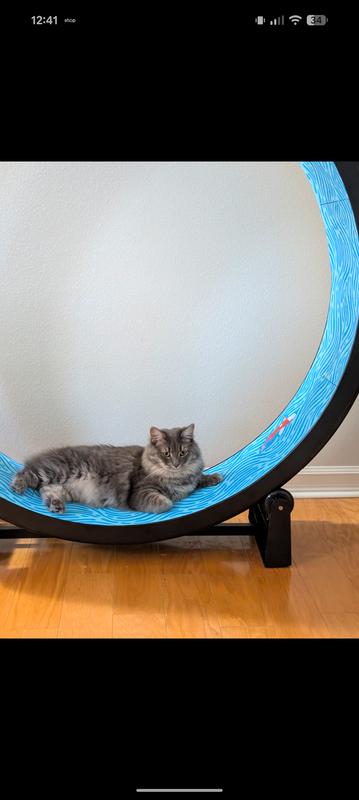 ONE FAST CAT Gen 7 Cat Exercise Wheel, Black with Black Felt Pads ...